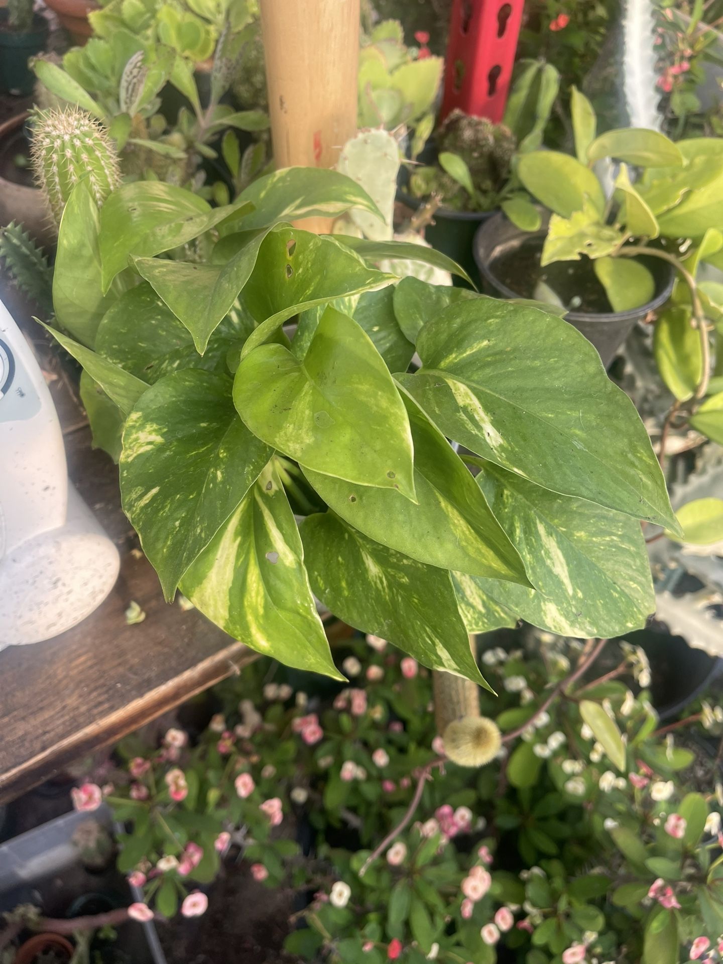Pathos Plant 🪴