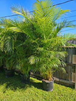 arecas and podocarpus About  7 feet tall over the pot Instant privacy Hedge for fence green full