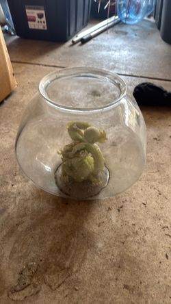 Fish bowl