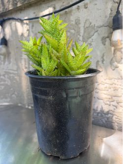 Plant