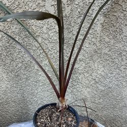 Phormium And Other Plants 