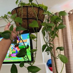 Plants 