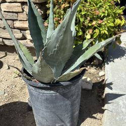 Agave Century Plants