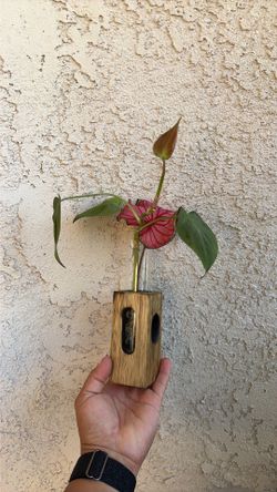 Indoor plant