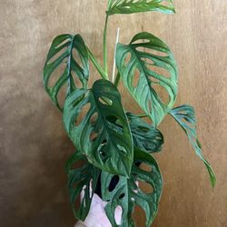 Monstera Adansonii 4.5”