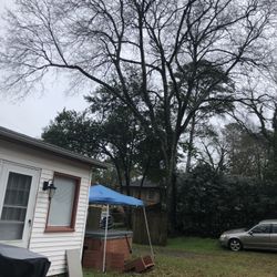 ISO Down Hardwood Trees