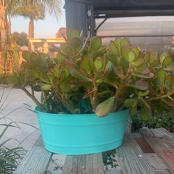 Jade Plant