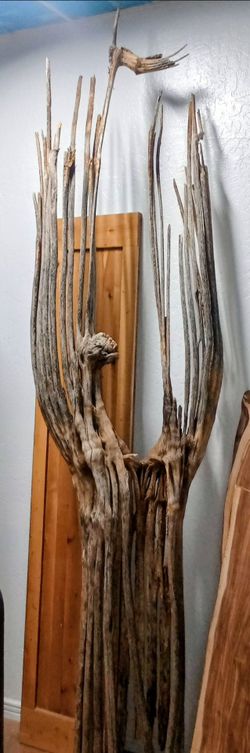 Saguaro skeleton