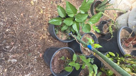Mulberry Trees