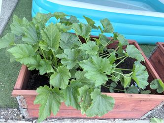 Free zucchini plants