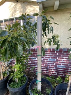 Plants