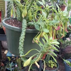 Euphorbia Guentheri Plant