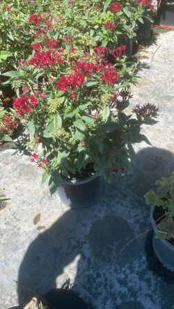 Pentas - 3 Gallons