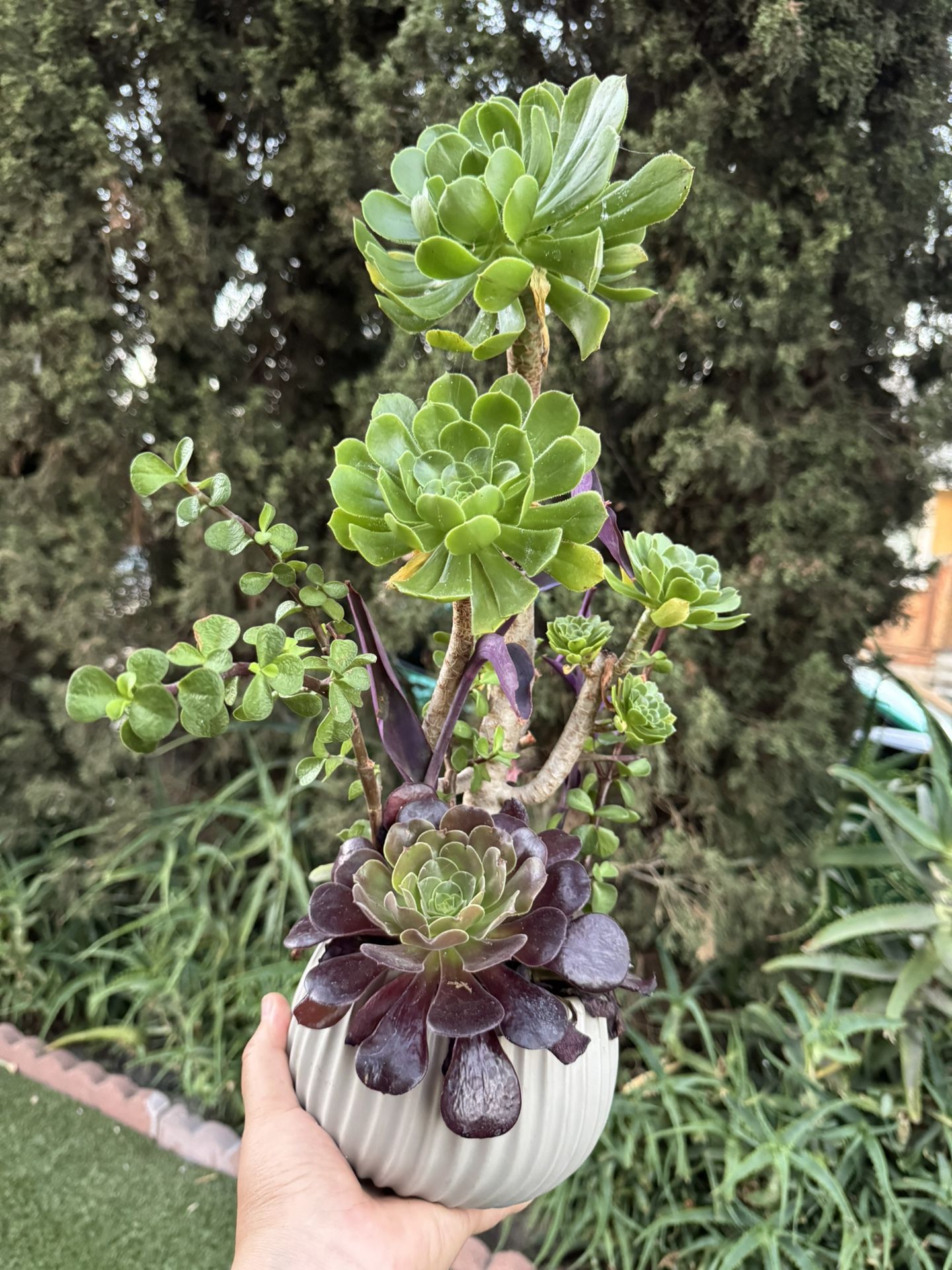 Gorgeous Succulent
