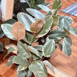 ❤️Well Established Rubby Rubber tree in 6” pot❤️Pls read Description