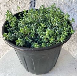 1 Gallon Pot Succulent Plant - Sedum Dasyphyllum - Thick-Leaf Stonecrop - Rooted & Established - Drought Resistant - 🪴