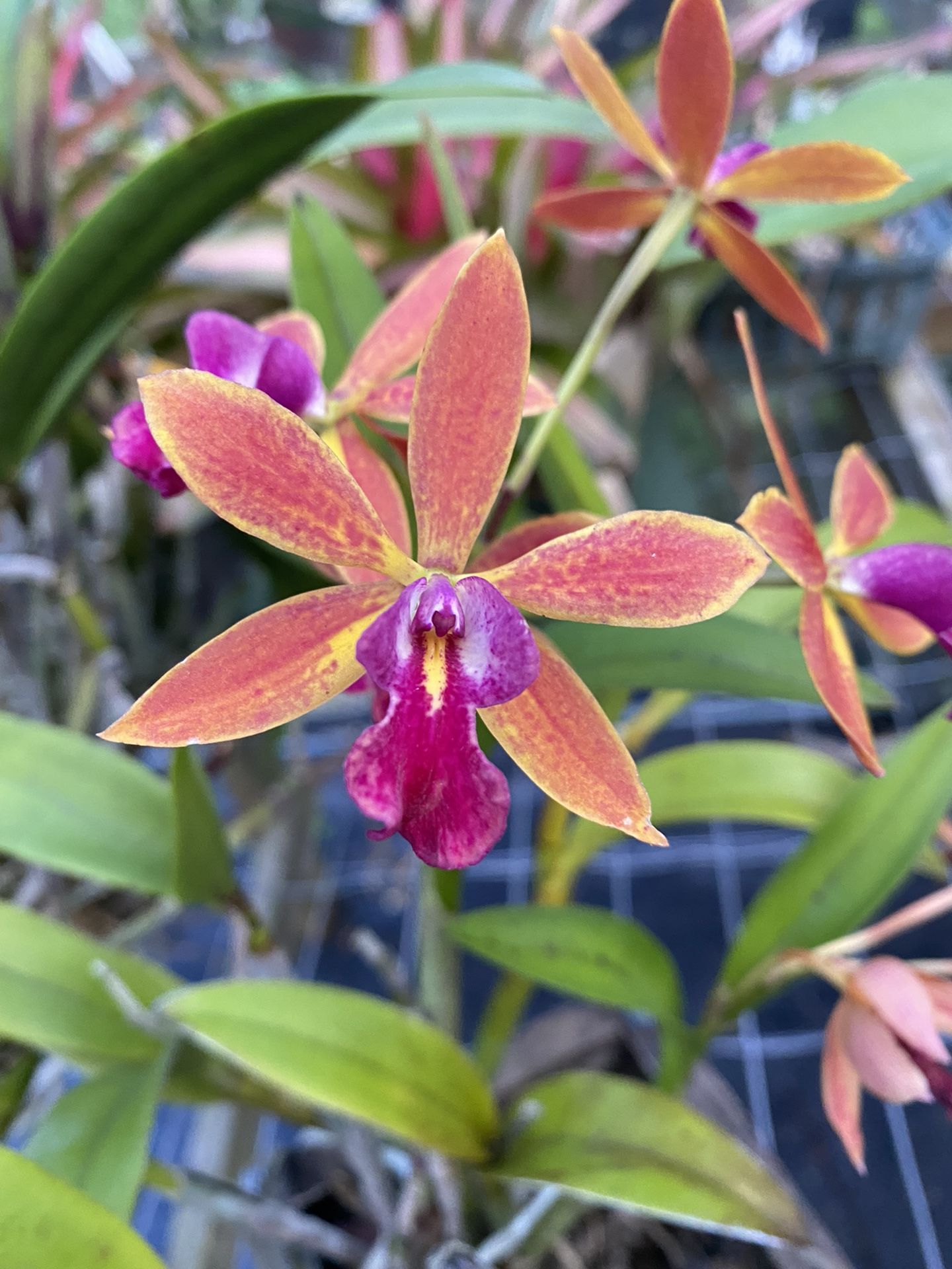 Cattleya Volcano Trick