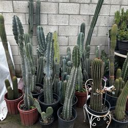 Bonitos Cactus 🌵