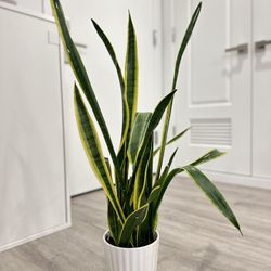 Golden snake plant, Sansevieria In Ceramic Pot 