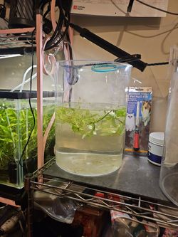 Fish tank