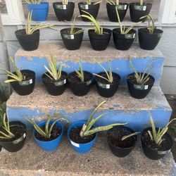 Aloe Vera Plant