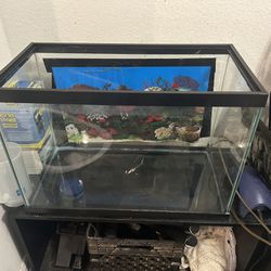 Fish Tank For Sale (Fishes included)