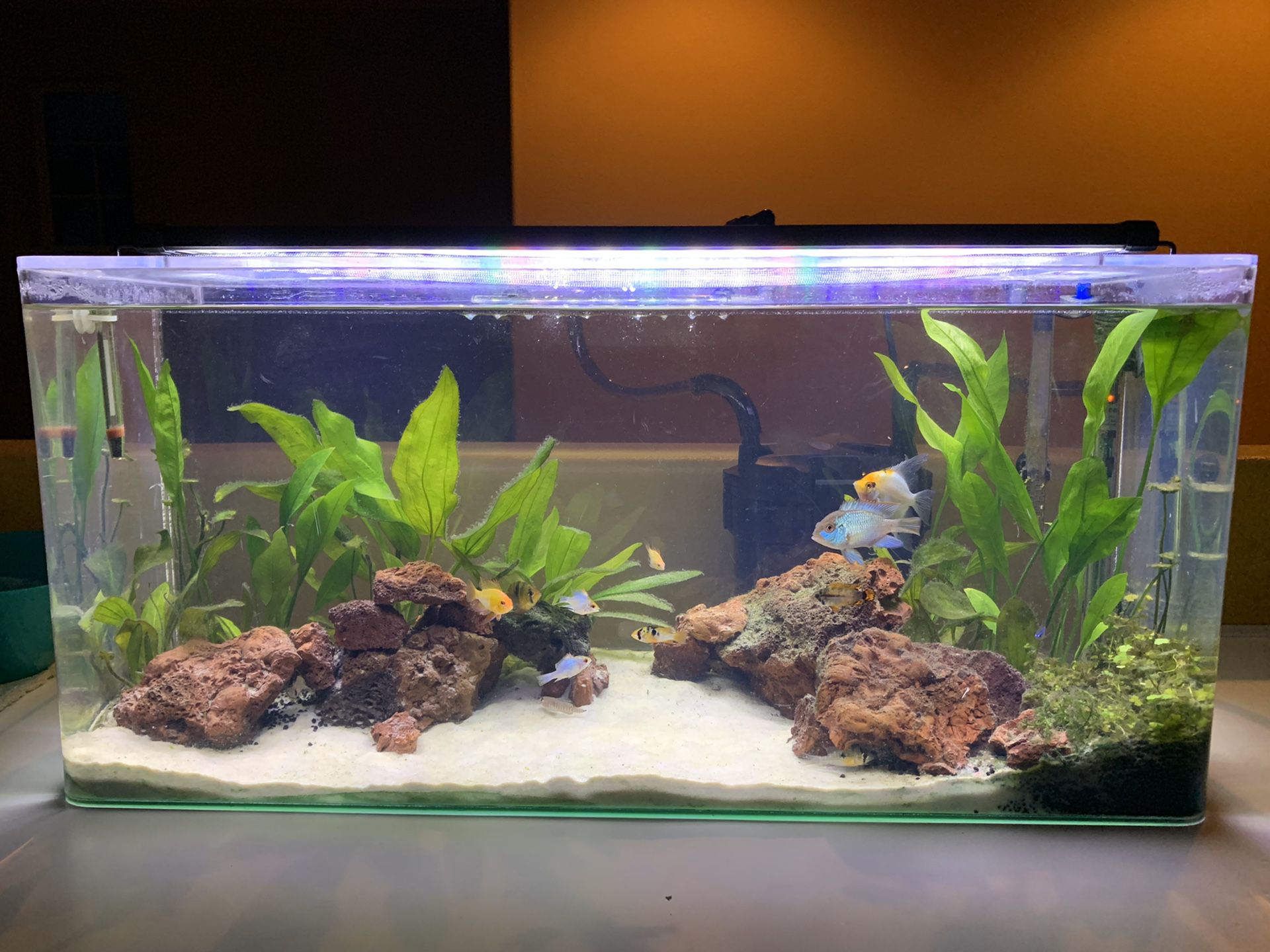 20 gallon acrylic tank aquarium with all equipment included (canister filter/heater/led light)