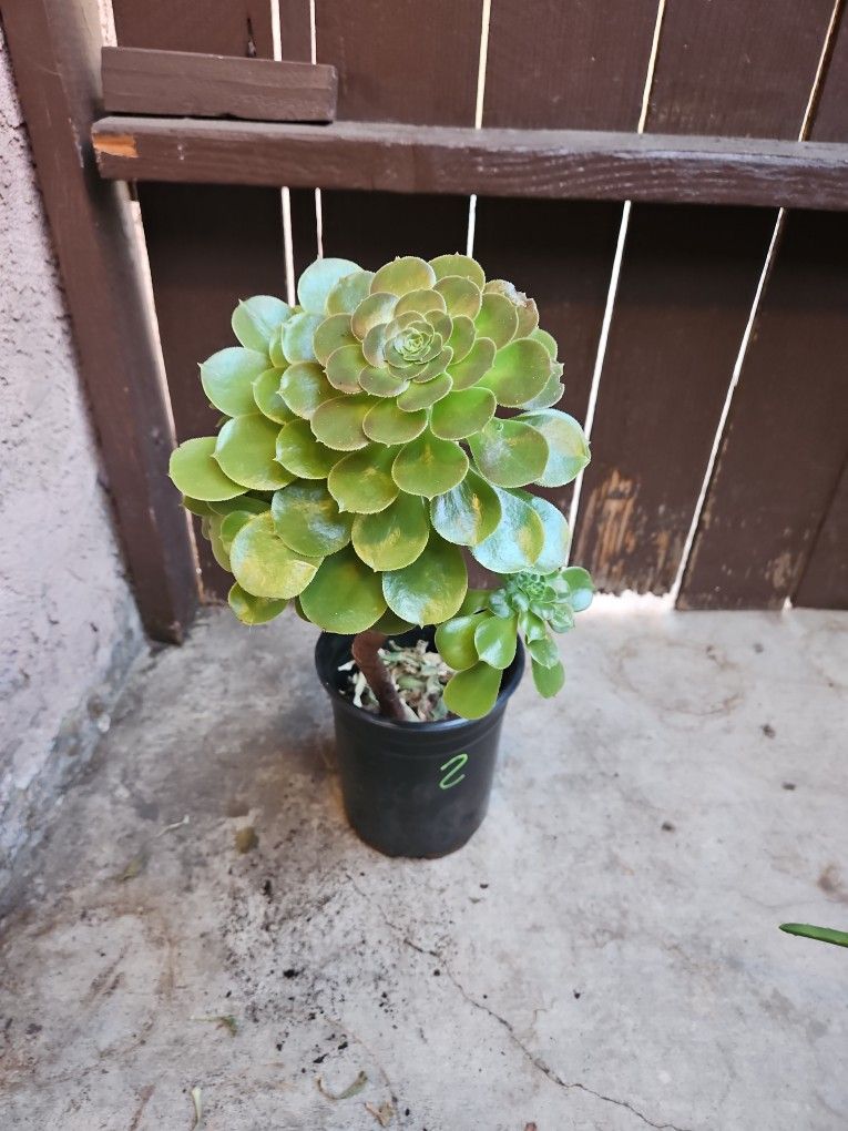 Irish Rose Succulent