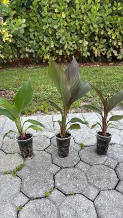 Canna Lily flowering plant