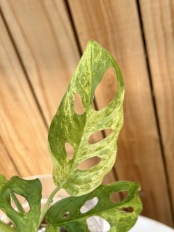 Monstera Swiss Cheese Milky Way