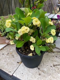 plant for any houseon handle