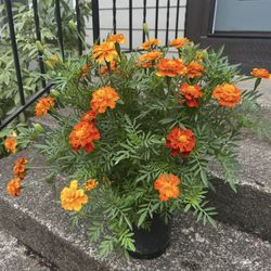 Ready To Bloom Marigolds In Pots Bundle Vibrant Colors 