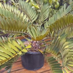 Cardboard Palm