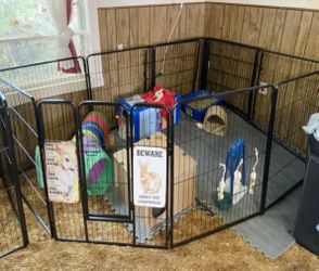 Brand new of dog fence
