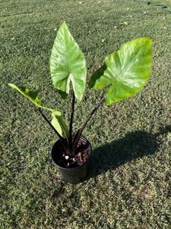 Alocasia Dark star