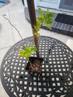 Passion fruit plant