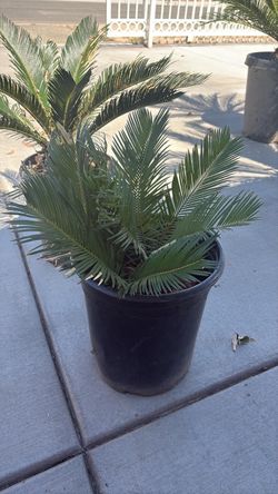 Sago palm $50.00 each