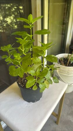 Mint plant
