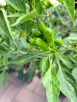 Planta