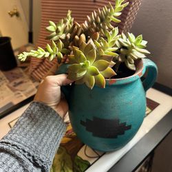 Flowering Succulent Cute Pot