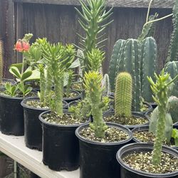 Cactus & Succulents 4”pot