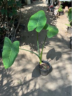 Plant