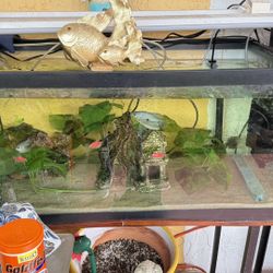 3 Different Large Fish Tank Include Filter, Oirnaments And Fish, $ 200.00 Each