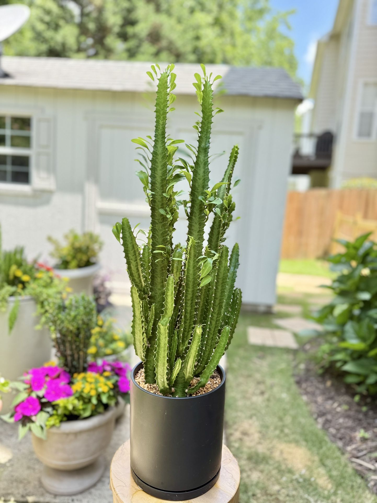 34” Stunning Sleek Potted Cactus