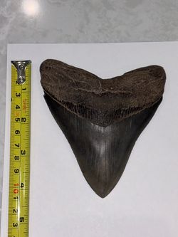 Genuine 4.75” Fossil Megalodon Shark Tooth – Complete Root & Bourlette, Natural, No Repairs