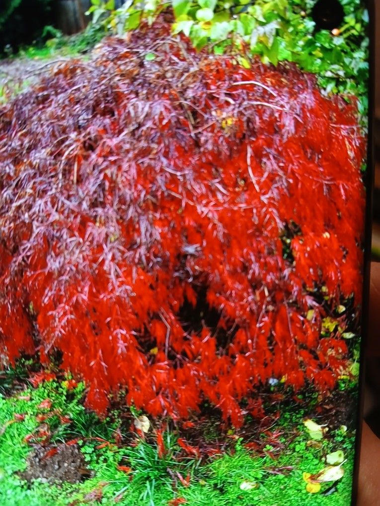 COLOR CHANGING CRIMSON RED JAPANESE MAPLE