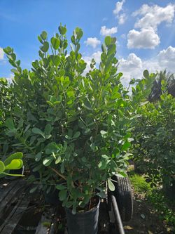 huge clusias About 7 feet tall  Instant  privacy Hedge for fence