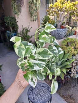 N'Joy Pothos Plant $12