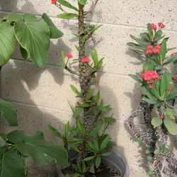 Crown Of Thorns Plant 
