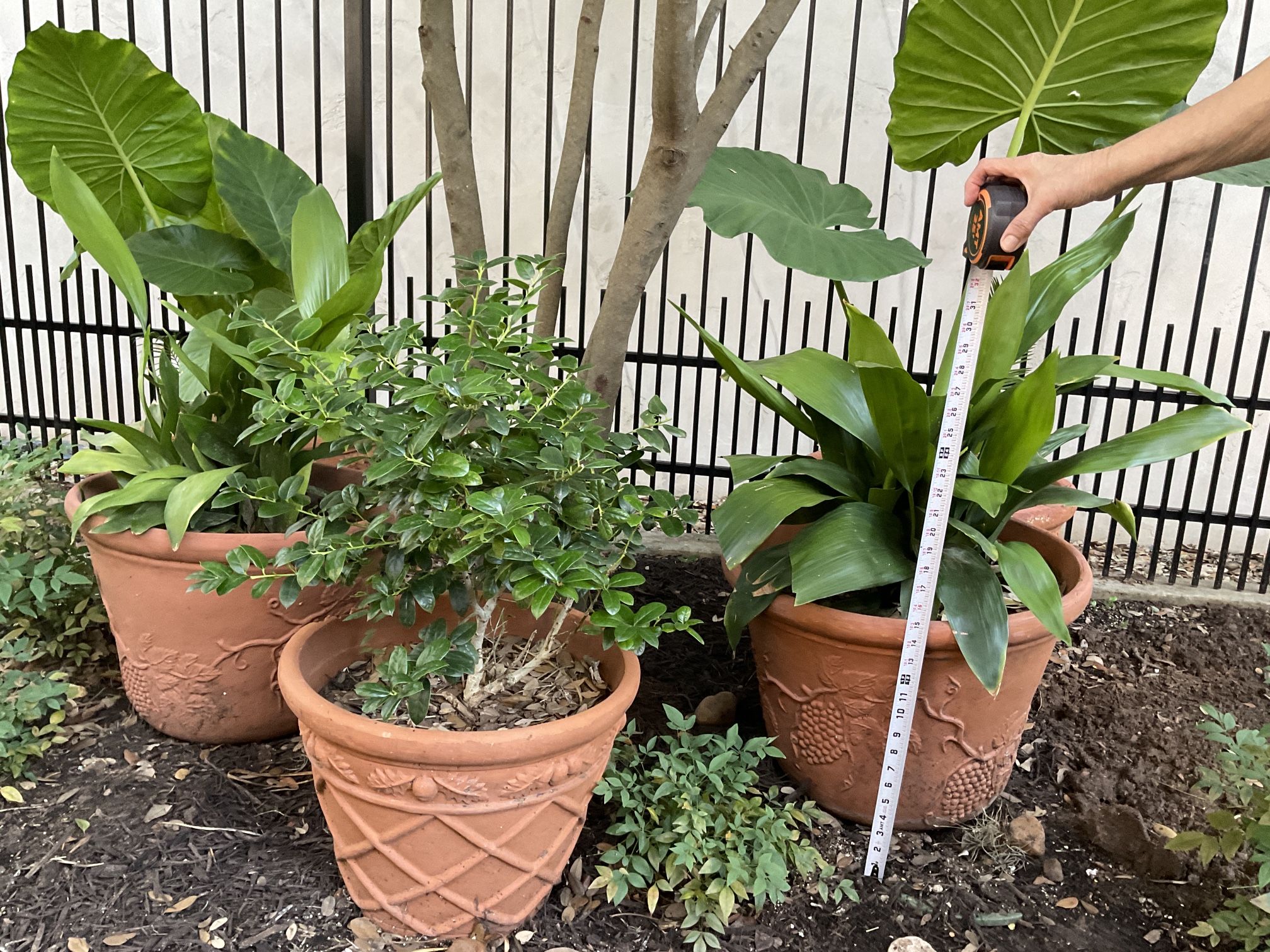 PLANTS 5 WHIT POTS NOT TERRACOTA SEE HIGH PHOTOS PIC UP DOMINION. 78257